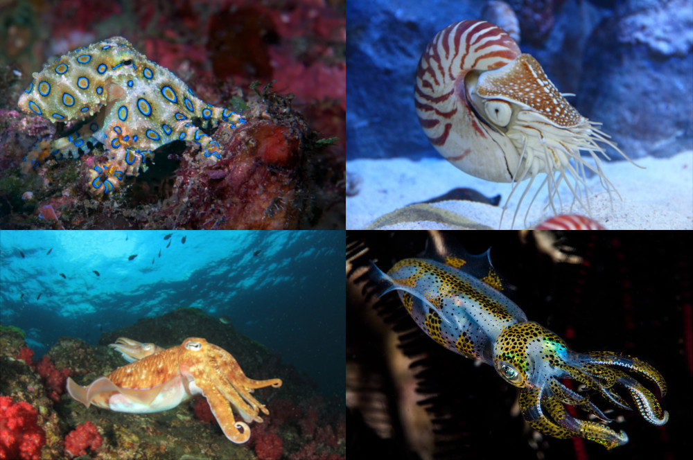 composite image of an octopus, nautilus, cuttlefish, and squid