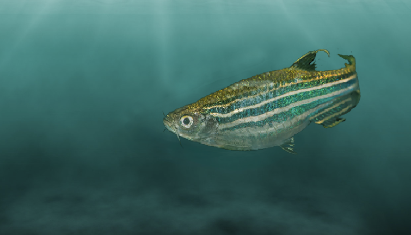 zebrafish image