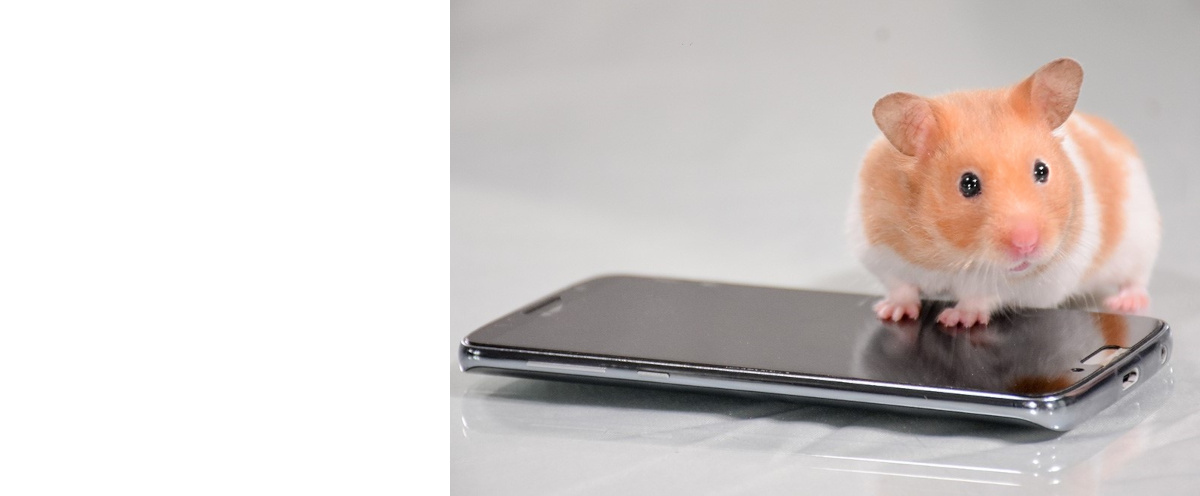 Hamster on a phone