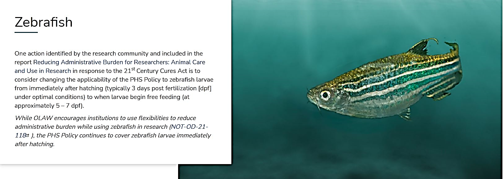 Zebrafish icon on 21 Century Cures Act landing page