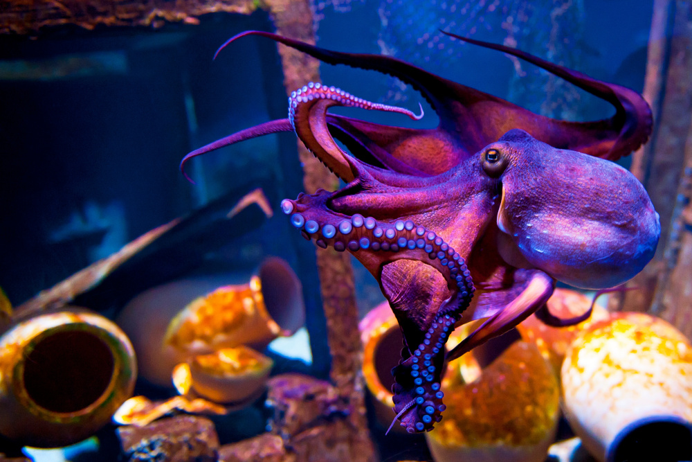 A purple octopus