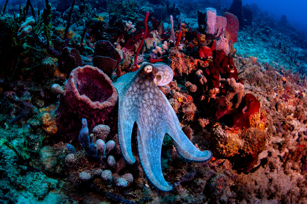 an octopus on a coral reef