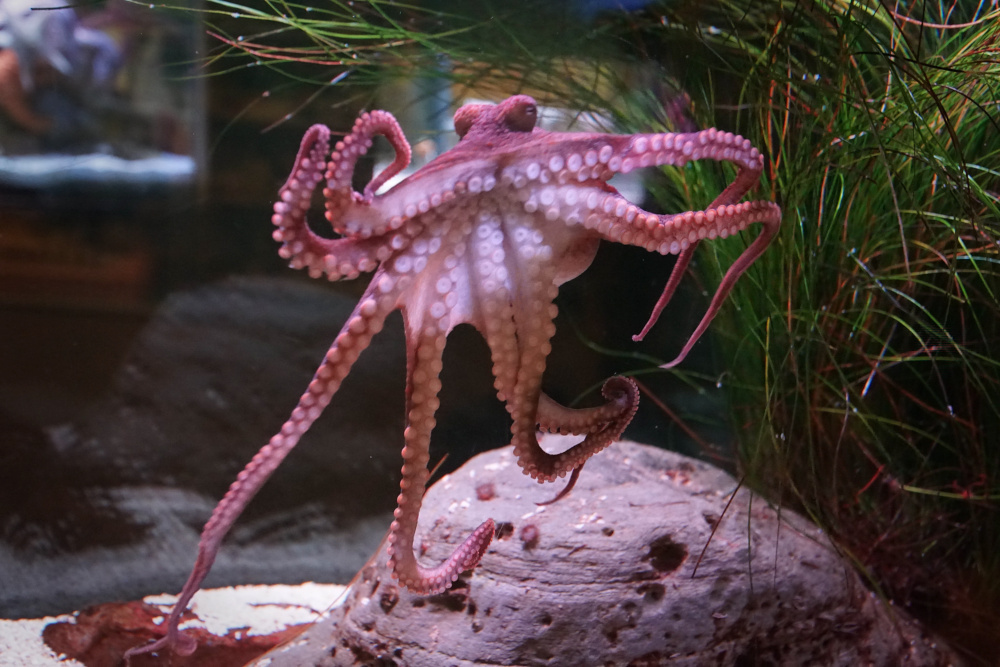 An octopus in an aquarium