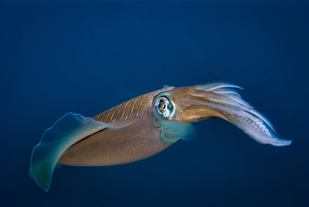 Squid in an Ocean